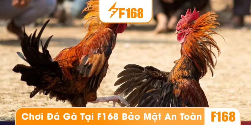 Bí quyết chơi cược đá gà F168 bất bại