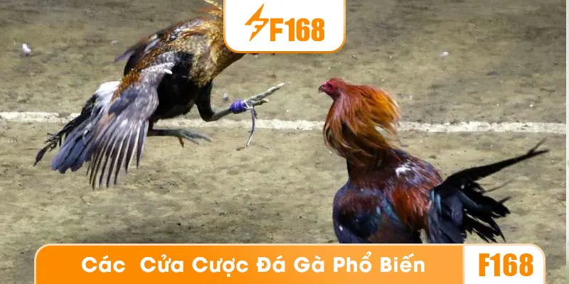 Các hình thức cược đá gà phổ biến tại F168
